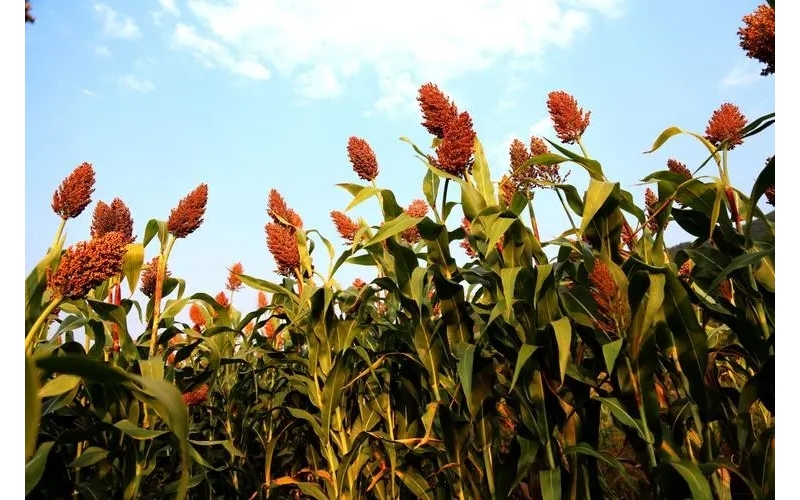 白酒之源：探秘高粱在釀酒中的關(guān)鍵作用